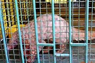 pangolin smuggler arrested