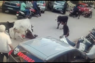 Stray cow attacks man in Hubbali