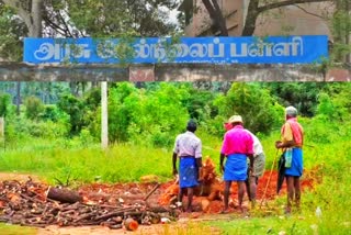 School trees cut down by headmaster