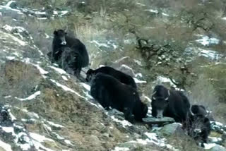 Yaks in Uttarakhand