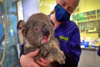 Koalas rescued in fires released back into wild