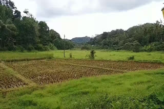 Idukki Rajakkad  Paddy cultivation in Valiyakandam  Crisis in Cultivation  രാജാക്കാട്
