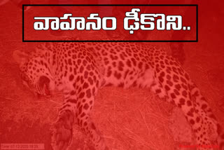 Leopard died in a road accident in adilabad district