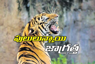 12 tigers in kagaznagar in kumuram bheem asifabad district