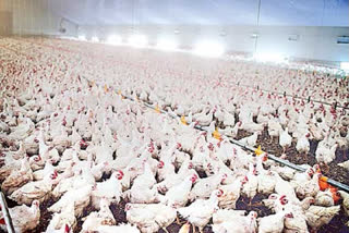 poultry industry gets huge profits this economic year
