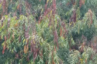 Dieback disease for Neem trees in koppala