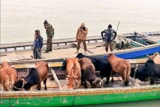 cattle sized by police AT Dhubri