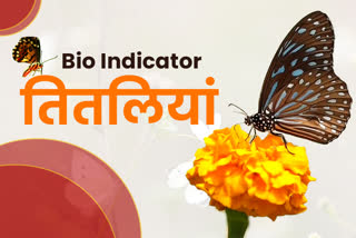 Keoladeo Actuary Bharatpur, Keoladeo National Park Bharatpur, ghana bird sanctuary bharatpur news, Butterfly Species Research News, Keoladeo Butterfly Species Research Bharatpur, Butterflies Bio Indicator, Animal and Environmental Pollution, Bird Conservation Century in Rajasthan
