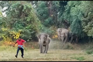 Wild elephants charge