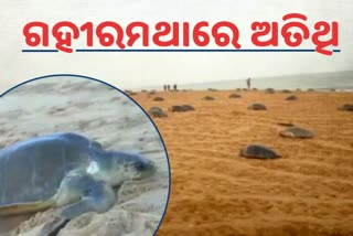 many Olive Ridley tortoise gathered at Gahirmatha of kendrapara district to lay eggs