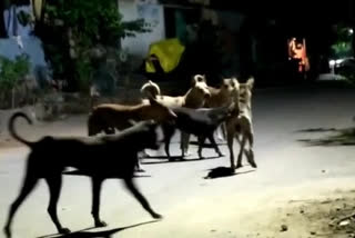 psycho dog swairaviharam in puritipenta vizianagaram district