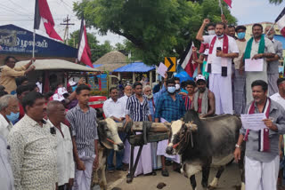 Tamimun Ansari engaged in a struggle with tractors and cattle carts