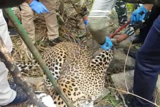 Leopard trapped in Kadaki in Sukkad Dharamsala