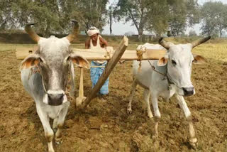 Nawada farmer