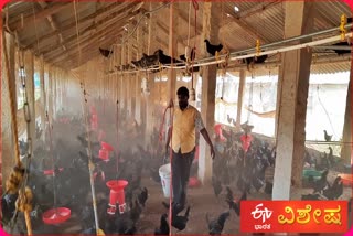 kadaknath poultry farm