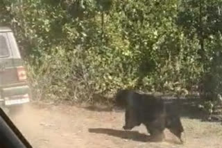 forest department found a dead body of a male bear in koriya