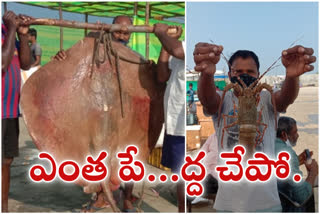 big-teak-fish-trapped-in-a-fishermans-net-at-anatarwedi-shipyard-east-godavari-district in AP