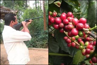 Police Department orders to surrender gun: Coffee growers in trouble