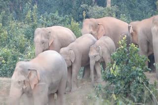 elephant killed villager