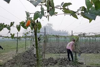 muzaffarpur farmer