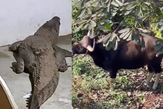 Gharial found near a home in Athirappilly