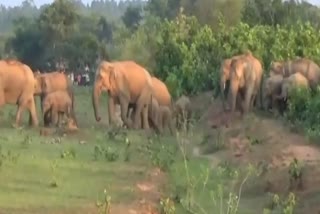 Elephants are playing terror, more than 20 Jharkhand elephants have entered Mayurbhanj