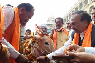 prabhu chauhan offered puja to cows near Vidhana soudha