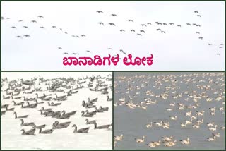 Magadi Lake in the Shirahatti Taluk of Gadag District