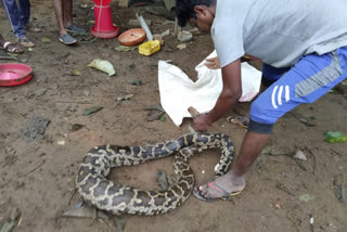 12 feet long Python that entered the poultry farm