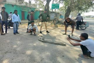 python-enters-a-farmer-house-in-patdi-village-of-korba