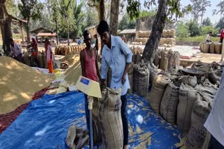 over-54-lakh-quintals-of-paddy-were-purchased-from-farmers-in-kanker