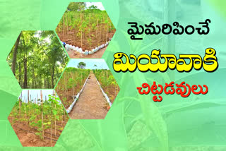 Greenery in karimnagar district with miyawaki forests