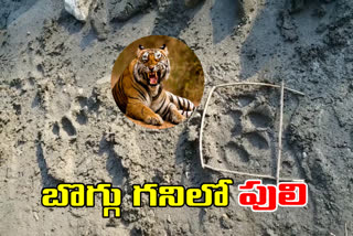Tiger wandering in a coal mine at manuguru in badradri kothagudem district