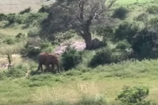 The lone wild elephant that threatens and damages the coconut trees people in theni