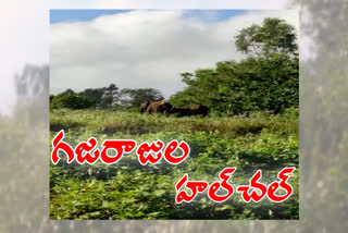 elephants in uninhabited areas