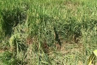 Chaliyar Panchayath  Wild elephant attack  paddy cultivation destroys by animal  In chaliyar Perumunda