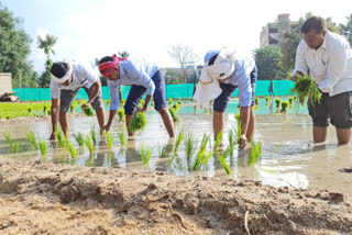 Andhra's government officers help farmers in paddy fields