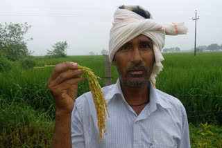Paddy Purchase in Buxar