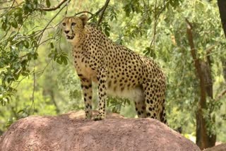 African cheetah in mp