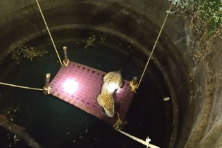 leopard rescued in gondia