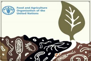 FAO Report: Loss of soil and biodiversity poses a threat to food production