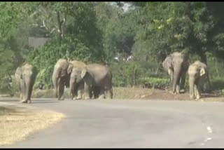 People are suffering from insecurity due to elephen attack