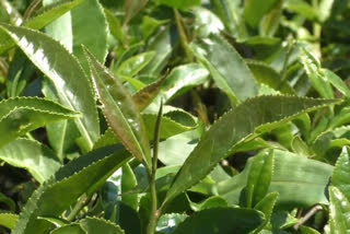 tea production in himachal