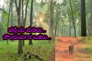 bhadra-river-and-forest-place-news-chikkamagaluru