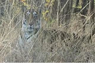 Tigress T-2 proved charismatic