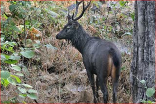 sambar-deer