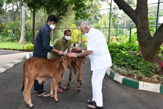 ಗೋಹತ್ಯೆ ನಿಷೇಧ ವಿಧೇಯಕ ಅಂಗೀಕಾರ : ನಾಳೆ ಸಿಎಂ ಗೋಪೂಜೆ