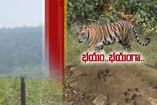 villages-frightened-with-tiger-wandering-in-badradri-district