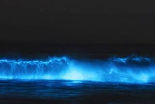 Magical blue tide spotted in raigad beach