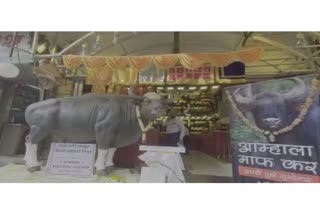 apologize banner to bison-who-died-in-pune